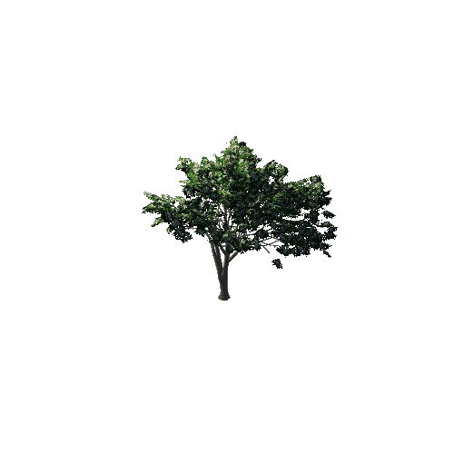 TreeGen04-Hawthorn02-1260 Variant